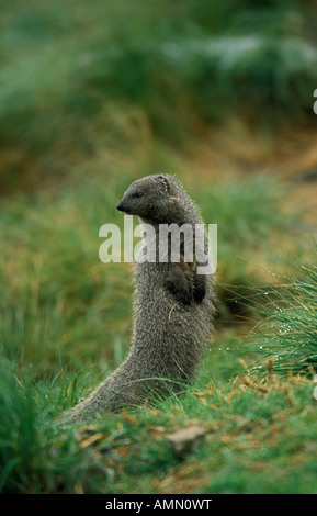 Small Grey Mongoose (Herpestes pulverulenta) - South Africa Stock Photo