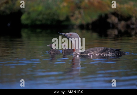 Red-throated Diver Mother and Young in Water Shetland Isles UK Stock Photo