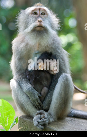 Mother and Baby Long Tailed Macaques Macaca Fascicularis Monkey Forest Ubud Bali Indonesia Stock Photo