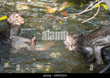 Fighting in the Water Long Tailed Macaques Macaca Fascicularis Monkey Forest Ubud Bali Indonesia Stock Photo