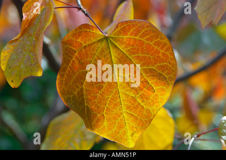 Autumn leaves on a tree with the light coming through them Stock Photo