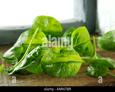 spinach leaves fresh Stock Photo