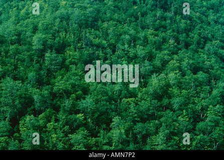 Trees Along the Cabot Trail, Nova Scotia, Canada Stock Photo