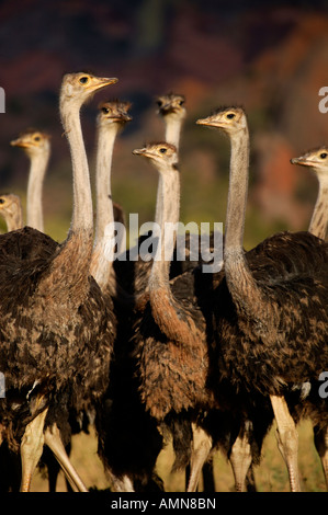 A flock of sub-adult ostriches on an Ostrich farm near Oudtshoorn Stock Photo