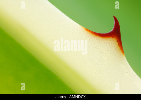 Close-Up of Agave Thorn Stock Photo