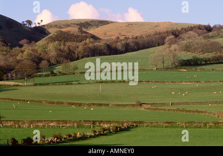 Spring Farm Scene with Sheep, Lorton, Lake District, England Stock Photo