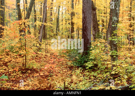 Trees in Algonquin Provincial Park, Ontario, Canada Stock Photo