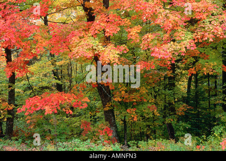Maple Tree in Algonquin Provincial Park, Ontario, Canada Stock Photo