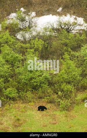 ALASKA SEWARD KENAI FJORDS NATIONAL PARK BLACK BEAR FORAGING ON MOUNTAIN SIDE IN THE SPRING Stock Photo