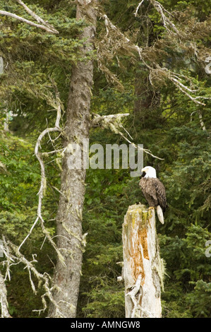 ALASKA BALD EAGLE PERCHED ON TREE STUMP SURROUNDED BY OLD GROWTH FOREST KACHEMAK BAY NEAR HOMER Stock Photo