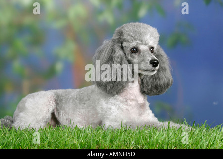 Toy Poodle silver Zwergpudel silber aussen outdoor Studio Stock Photo