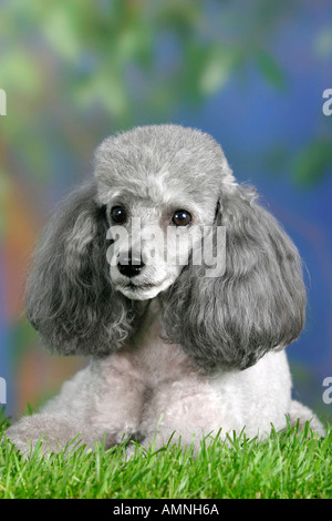 Toy Poodle silver Zwergpudel silber aussen outdoor Studio Stock Photo