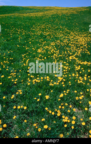 Field of Dandelions, Bloomfield, New Brunswick, Canada Stock Photo