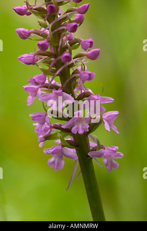 Fragrant orchid; Gymnadenia - conopsea Stock Photo