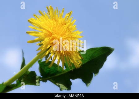 Dandelion (Taraxacum officinale) Stock Photo