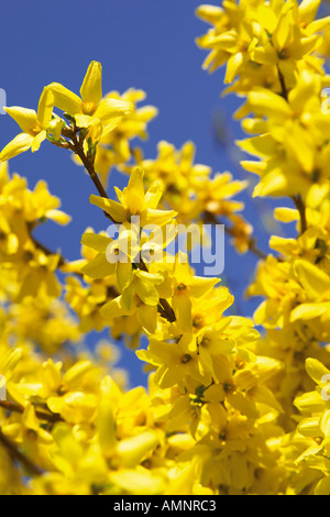 Forsythia (Forsythia suspensa) Stock Photo