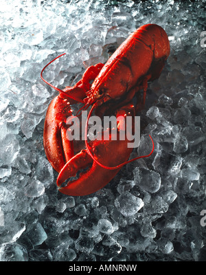 Whole cooked lobster in its shell on crushed ice. fresh seafood Stock Photo