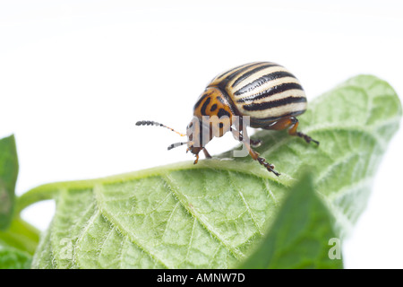potato beetle; Leptinotarsa decemlineata, cut-out, white background Stock Photo