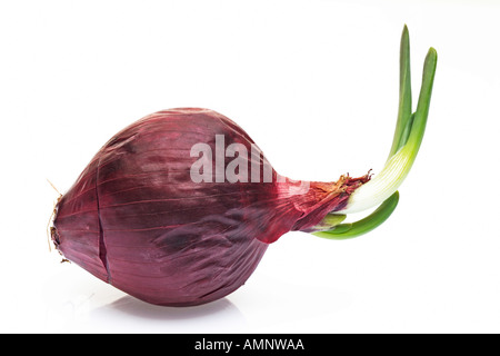 sprouting red onion, cut-out, white background Stock Photo