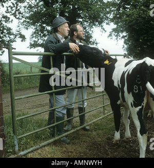 Farmer with adviser at farm gate with Holstein Friesian cows Hampshire Stock Photo