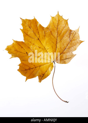 Individual single autumn Fall Leaf against white background. graphic image against white background for cutting out. Stock Photo