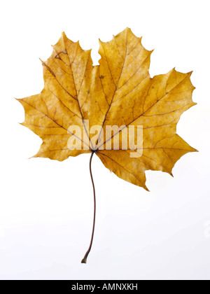 Individual single autumn Fall Leaf against white background. graphic image against white background for cutting out. Stock Photo