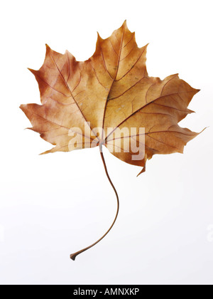 Individual single autumn Fall Leaf against white background. graphic ...