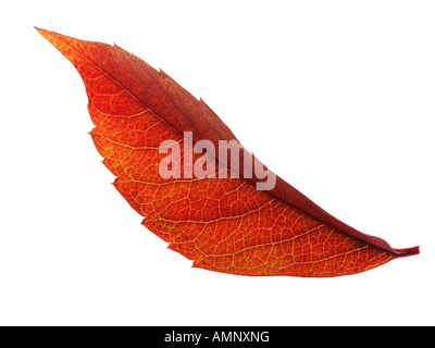 Individual single autumn Fall Leaf against white background. graphic image against white background for cutting out. Stock Photo