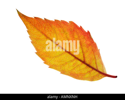 Individual single autumn Fall Leaf against white background. graphic image against white background for cutting out. Stock Photo