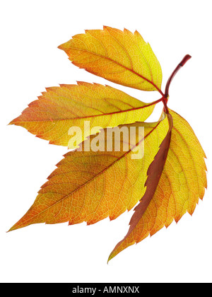 Individual single autumn Fall Leaf against white background. graphic image against white background for cutting out. Stock Photo