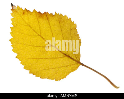 Autumn leaf. Single fall leaf against white. Natural colors and textures. Stock Photo