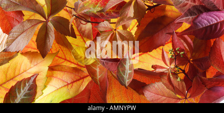 Leaf. Autumn, fall leaves. Natural colors and textures. Stock Photo