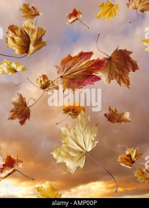 Falling autumn leaves against a sunset cloudy sky. Colorful leaves and natural colors. Stock Photo