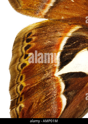 Extreme close up of an Emperor Moths wing showing in detail natural textures and patterns. Stock Photo