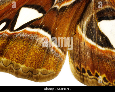 Extreme close up of an Emperor Moths wing showing in detail natural textures and patterns. Stock Photo