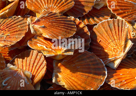 Scallops being landed off a fishing boat Stock Photo