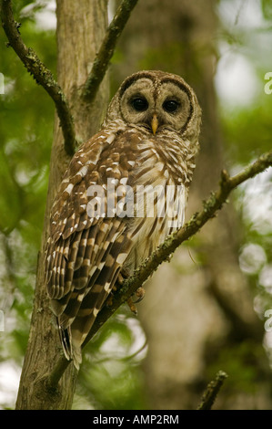 Barred Owl perched in Cypress tree Louisiana USA Stock Photo