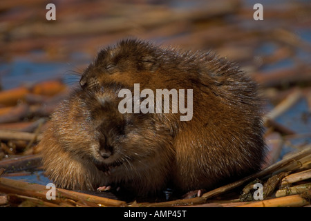 Muskrats Ondatra zibethica New York Chiefly aquatic Stock Photo - Alamy