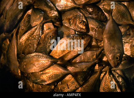 Asir Saudi Arabia Fish Market Close Up Of Fish Stock Photo