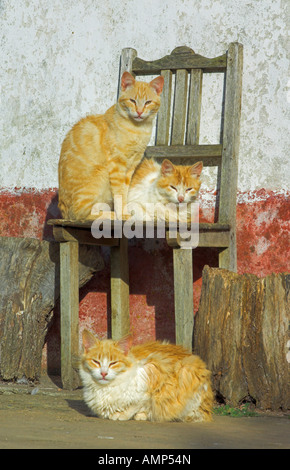Three farm cats on a chair outside a farmhouse near Cercal Portugal Stock Photo