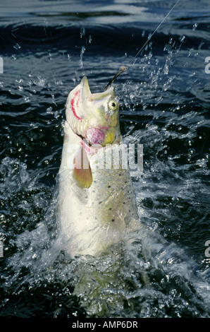 A large Colorado cutthroat trout takes a fly offered by a fly fisherman in an alpine lake in the Central Colorado Rockies Stock Photo