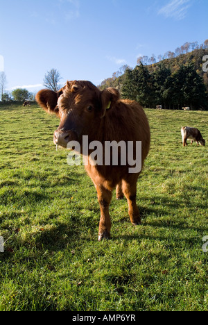 dh  COWS ANIMAL Beef cow in field Highland farmland Stock Photo