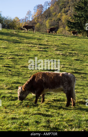 dh  COWS UK Beef cow cattle in field Highland farmland Stock Photo