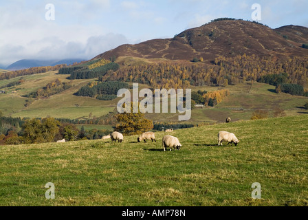 dh Scottish Blackface FARMLAND SCOTLAND Highlands hill highland autumn uk black faced sheep flock on hillside landscapes rural farming country scene Stock Photo