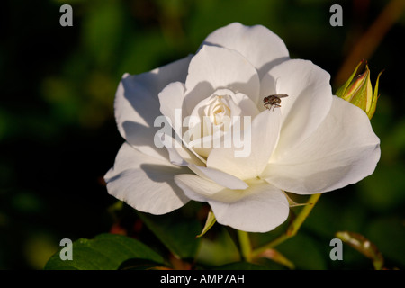 White Rose - Iceberg Floribunda Rose, Rosaceae , in the Rose Garden at the Montreal Botanical Garden, Montreal, Quebec, Canada. Stock Photo