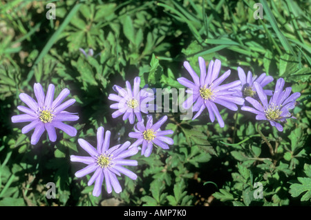 Blue Anemone Anemone apennina Stock Photo