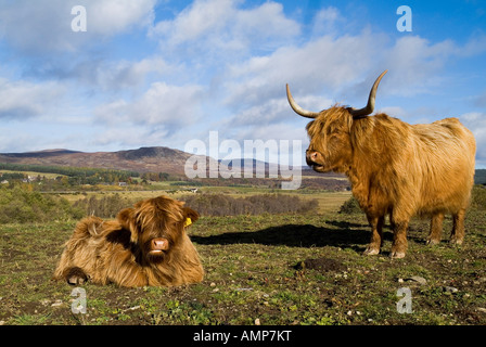 dh Highland cow CATTLE UK Scottish Highland cattle cow and calf in field Kingussie shaggy animal scotland Stock Photo