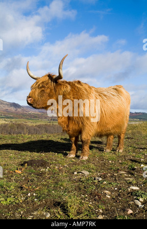 dh Highland cow CATTLE UK Scottish Highland cow in field Kingussie Stock Photo