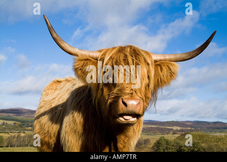 dh Scottish Highland cow CATTLE SCOTLAND Close up head horns shaggy horned cows animal face Stock Photo
