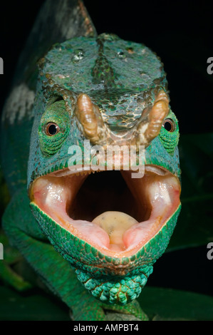 Parson's Chameleon (Calumna parsonii) Wild Andasibe-Mantadia National Park,  Perinet Reserve, Madagascar Stock Photo